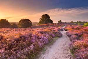 social_veluwe